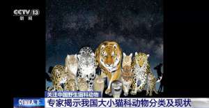 猫科-去“猫谷”看“大猫”盘点12种中国野生猫科动物