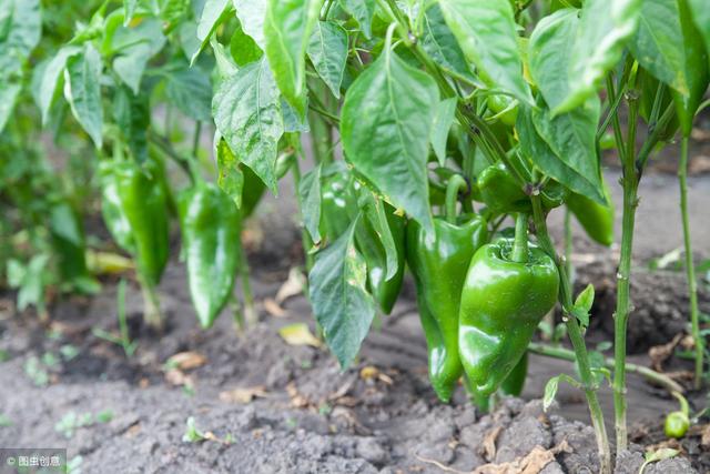 种植辣椒，如何能获得高产优质？这些管理您一定要了解一下