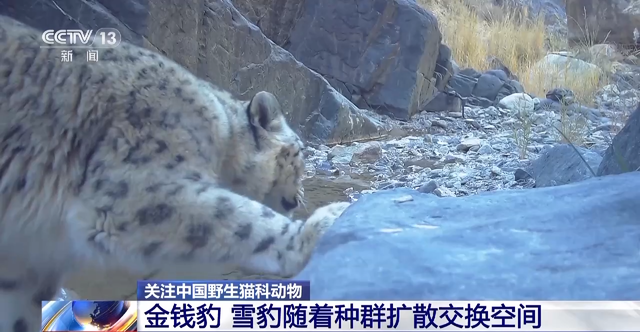 去“猫谷”看“大猫”！盘点12种中国野生猫科动物
